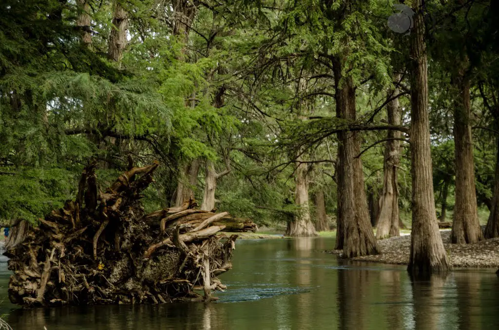 Río Sabinas en Múzquiz